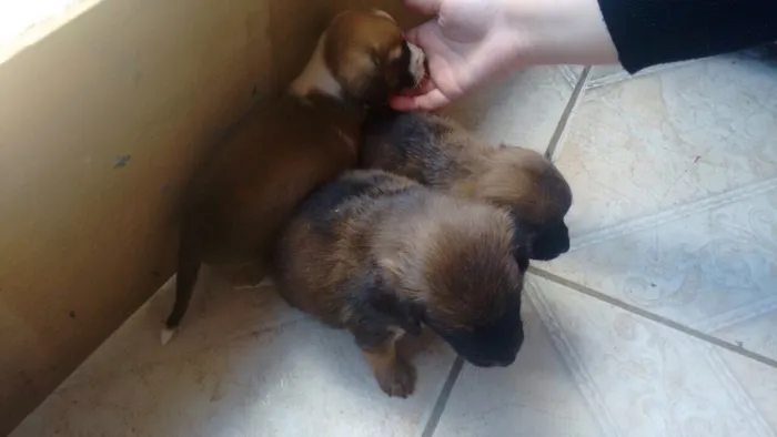 Cachorro ra a Vira lata  idade Abaixo de 2 meses nome Sem nome