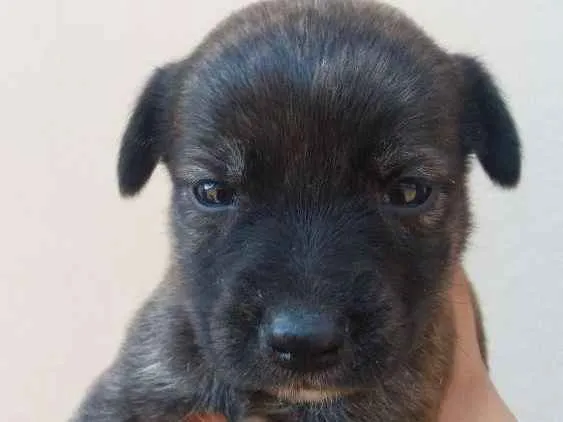 Cachorro ra a SRD idade 2 a 6 meses nome Filhote