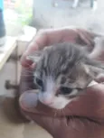 gatos