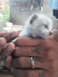 gatos