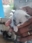 gatos