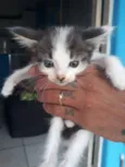 gatos