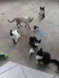 gatos