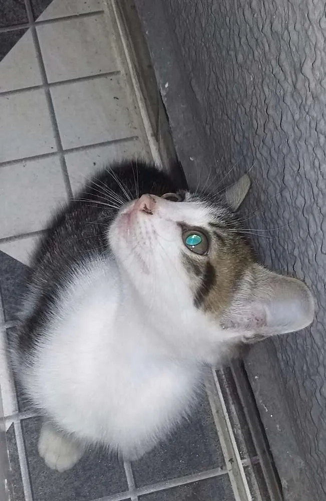 Gato ra a Comum idade Abaixo de 2 meses nome Não tem ainda um nom