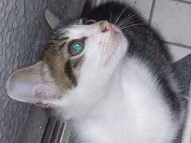 Gato ra a Comum idade Abaixo de 2 meses nome Não tem ainda um nom
