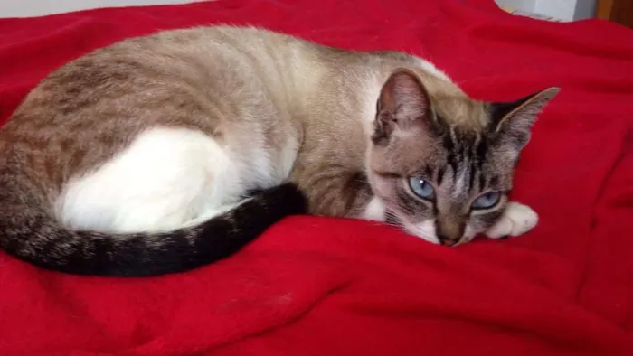 Gato ra a Sem raça definida idade  nome Mel