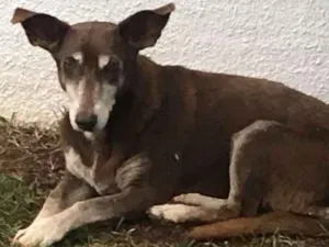 Cachorro raça Indefinida idade 6 ou mais anos nome Não sei