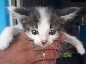 Gato raça indefinida idade Abaixo de 2 meses nome gatos