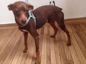 Cachorro raça Pincher idade 4 anos nome Tuf