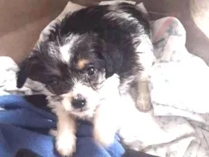 Cachorro raça SRD idade Abaixo de 2 meses nome Sem Nome