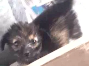 Cachorro raça SRD idade Abaixo de 2 meses nome Sem nome