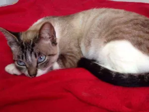 Gato raça Sem raça definida idade  nome Mel