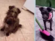 Magali