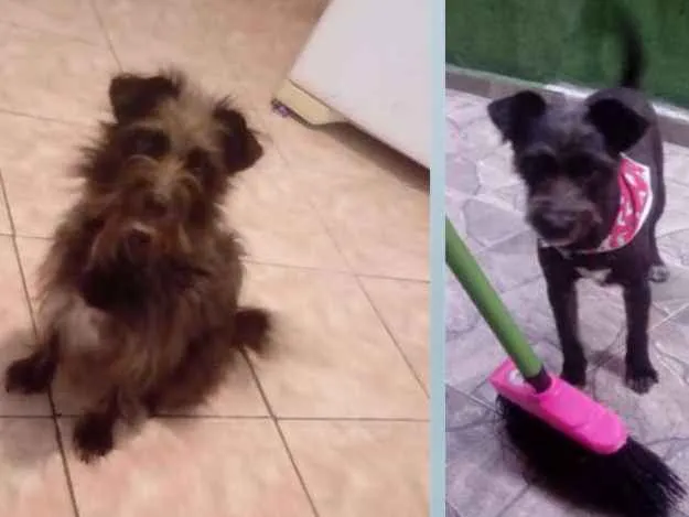 Cachorro ra a  idade 2 anos nome Magali