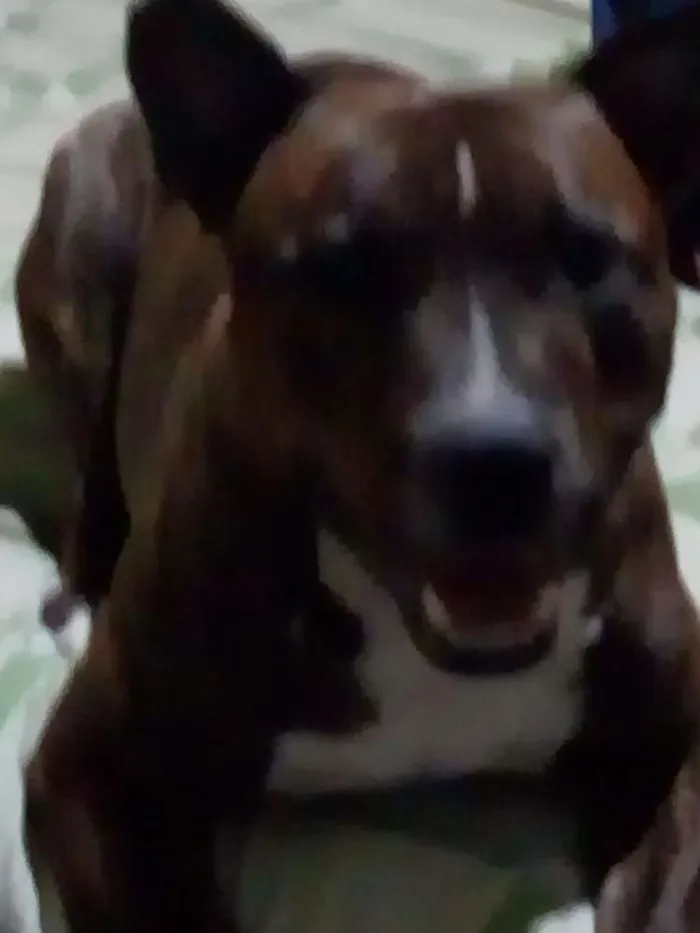 Cachorro ra a Starforshire Bull terrier idade 4 anos nome Lion