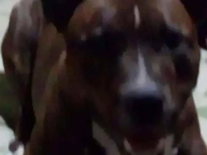 Cachorro ra a Starforshire Bull terrier idade 4 anos nome Lion