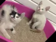 Cookie e Pipoca