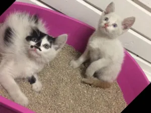 Gato raça Srd  idade 2 a 6 meses nome Cookie e Pipoca