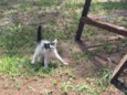 Cookie e Pipoca