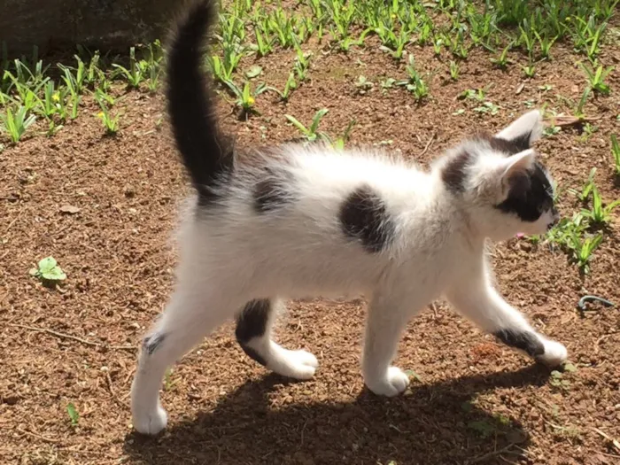 Gato ra a Srd  idade 2 a 6 meses nome Cookie e Pipoca