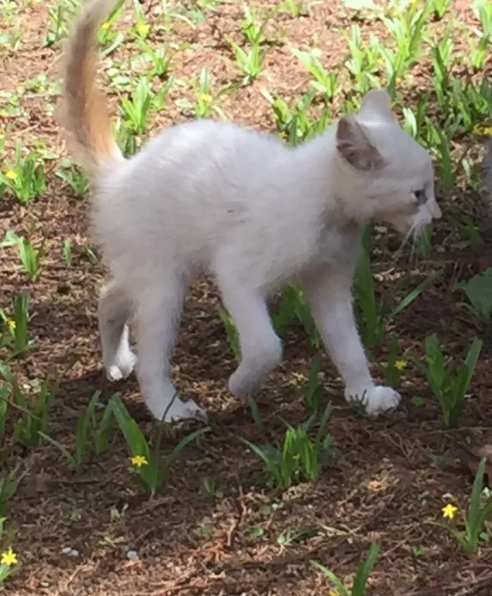 Gato ra a Srd  idade 2 a 6 meses nome Cookie e Pipoca
