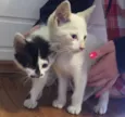 Cookie e Pipoca