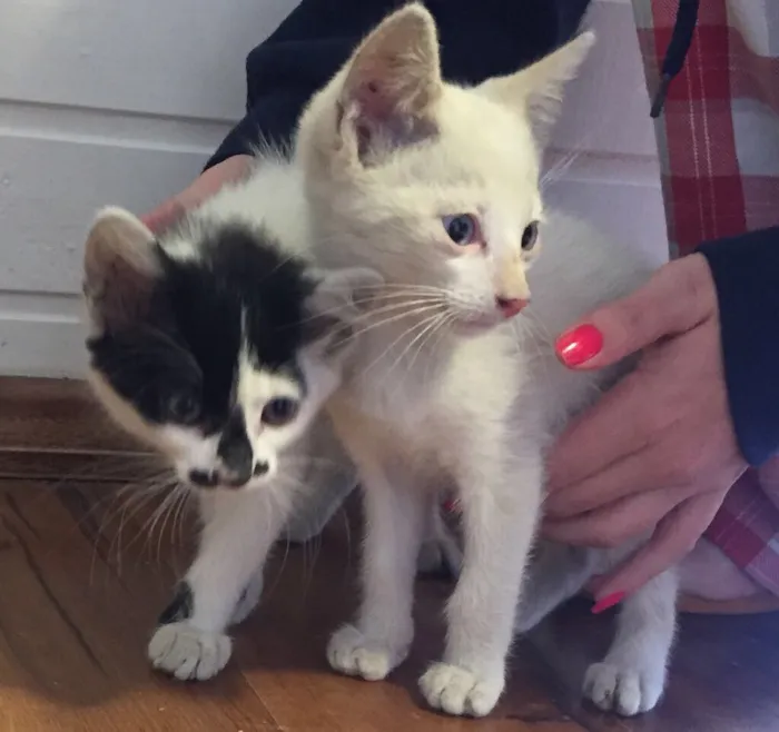 Gato ra a Srd  idade 2 a 6 meses nome Cookie e Pipoca