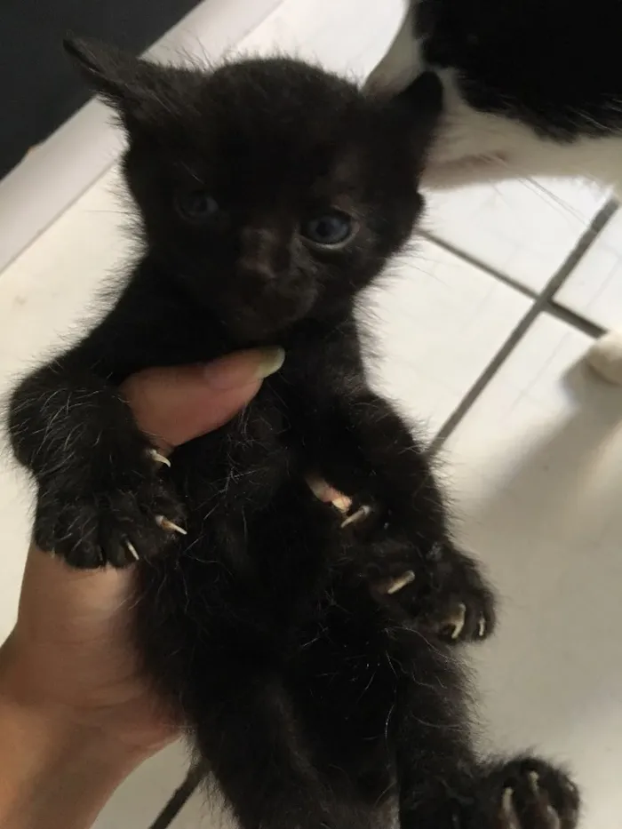 Gato ra a Munchkin idade 2 a 6 meses nome Não tem 