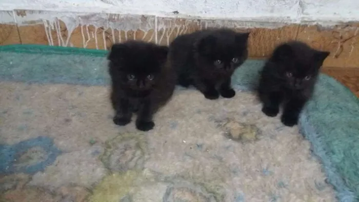 Gato ra a Misturado idade Abaixo de 2 meses nome Pretinhos