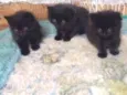 Pretinhos