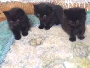 Gato raça Misturado idade Abaixo de 2 meses nome Pretinhos