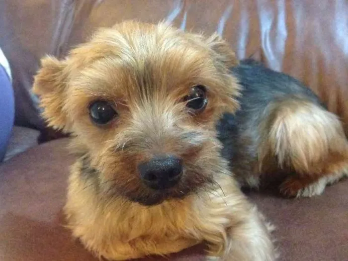 Cachorro ra a Yorkshire  idade 6 ou mais anos nome Frodo