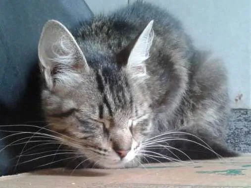 Gato ra a sem raça idade 7 a 11 meses nome Sem Nome