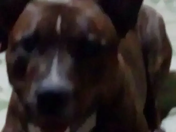 Cachorro ra a Starforshire Bull terrier idade 4 anos nome Lion