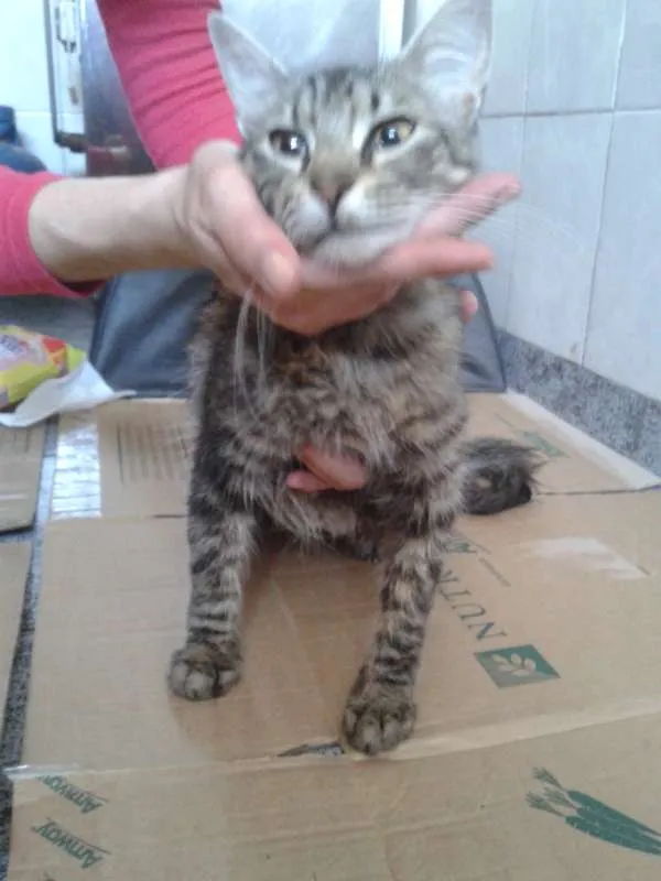 Gato ra a sem raça idade 7 a 11 meses nome Sem Nome