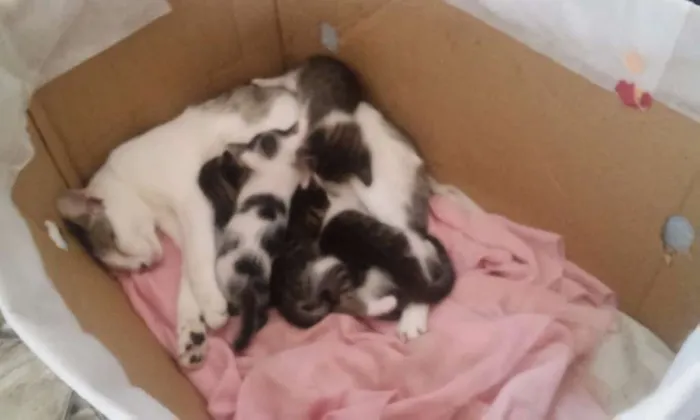Gato ra a Vira lata idade Abaixo de 2 meses nome Sem nome
