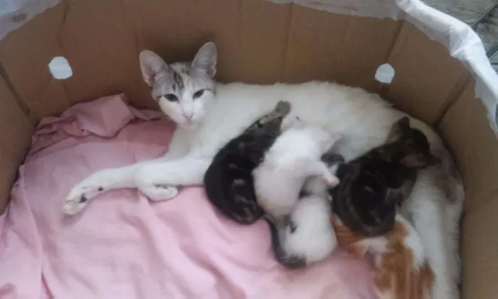 Gato ra a Vira lata idade Abaixo de 2 meses nome Sem nome