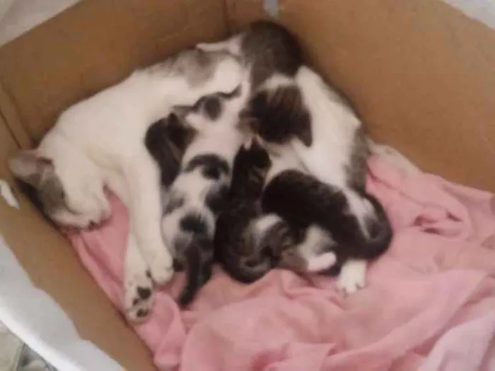 Gato ra a Vira lata idade Abaixo de 2 meses nome Sem nome