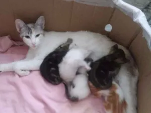 Gato raça Vira lata idade Abaixo de 2 meses nome Sem nome