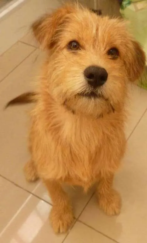 Cachorro ra a SRD idade 2 a 6 meses nome Bob