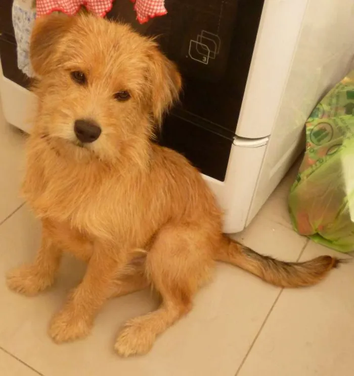 Cachorro ra a SRD idade 2 a 6 meses nome Bob