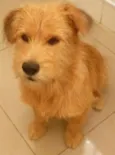 Bob