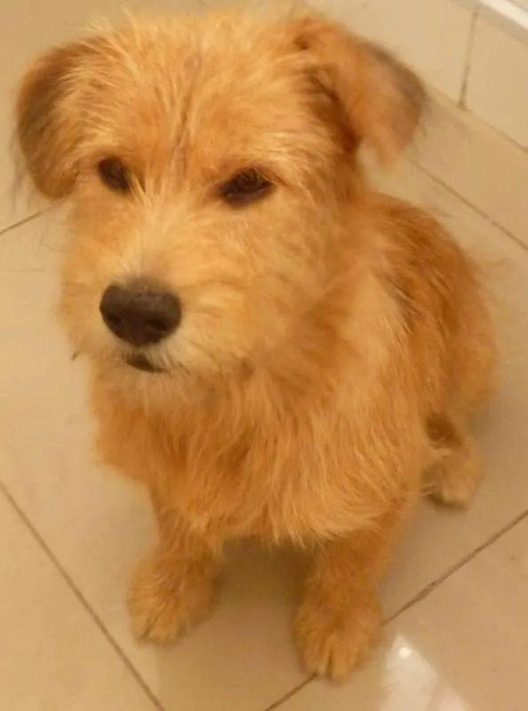 Cachorro ra a SRD idade 2 a 6 meses nome Bob