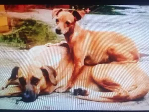 Cachorro raça Pincher e a outra não sabemos. idade 6 ou mais anos nome Pitt e Nina 