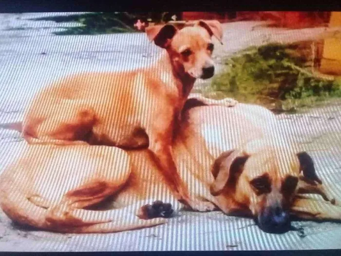 Cachorro ra a Pincher e a outra não sabemos. idade 6 ou mais anos nome Pitt e Nina 