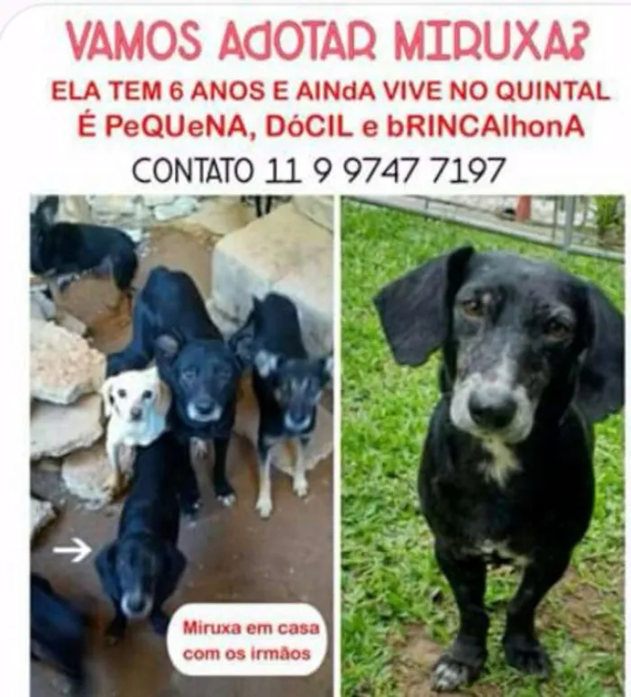 Cachorro ra a Vira Lata idade 2 a 6 meses nome Miruxa