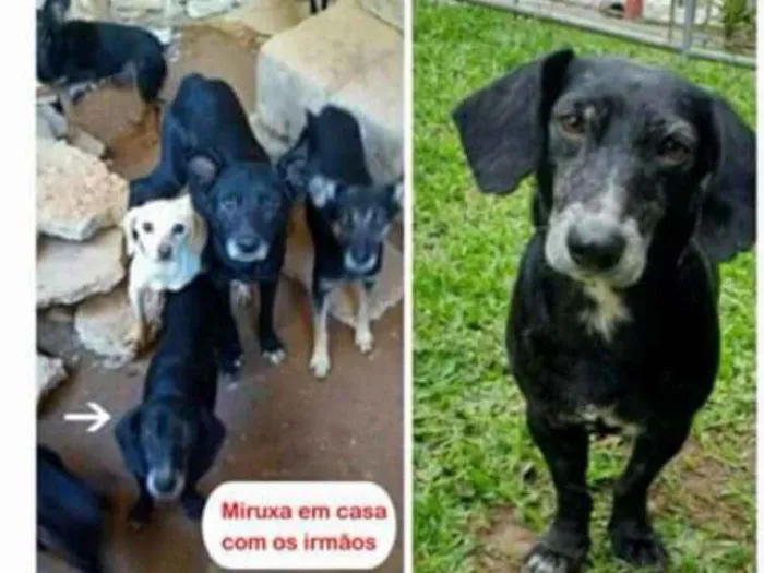 Cachorro ra a Vira Lata idade 2 a 6 meses nome Miruxa