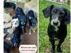 Cachorro raça Vira Lata idade 2 a 6 meses nome Miruxa