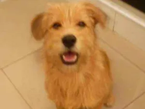 Cachorro raça SRD idade 2 a 6 meses nome Bob