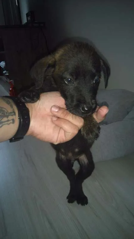 Cachorro ra a srd idade Abaixo de 2 meses nome Sem nome